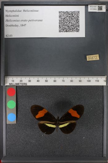 Media type: image;   Entomology 109864